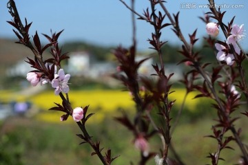 桃花