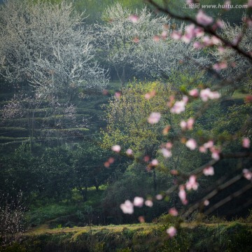 桃花与李花