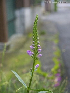 假龙头花 芝麻花