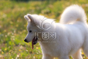 薩摩耶犬