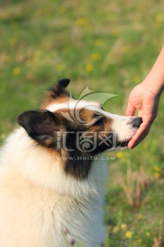 苏格兰牧羊犬