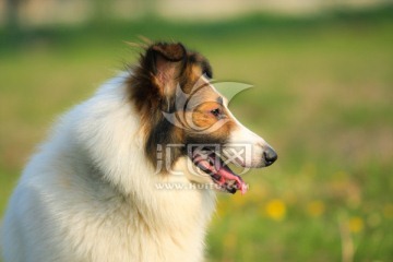 苏格兰牧羊犬