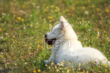 萨摩耶犬