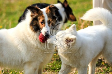 苏格兰牧羊犬