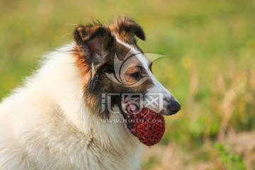 苏格兰牧羊犬