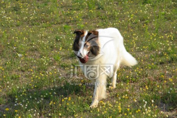 苏格兰牧羊犬