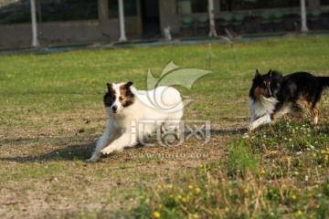 苏格兰牧羊犬