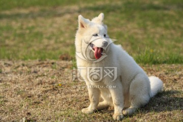 萨摩耶犬