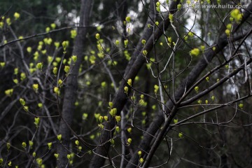 嫩芽 新芽枝条