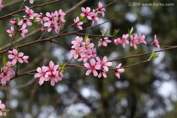 桃花 桃花树 一枝桃花