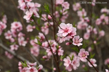 桃花 桃花树 一树桃花