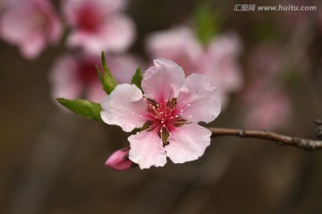 桃花 一朵