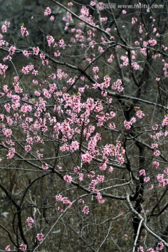 桃花 桃花树 一树桃花