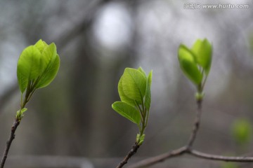 嫩芽 新芽