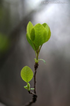 嫩芽 新芽