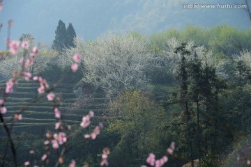 李花