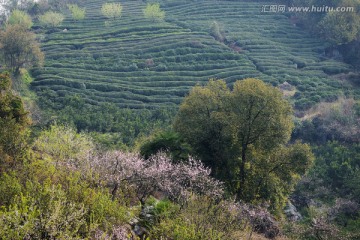 茶山