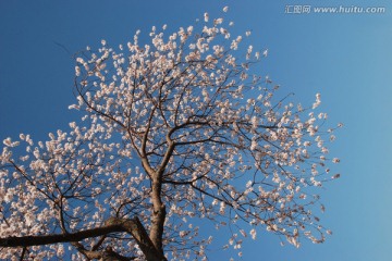 桃树枝