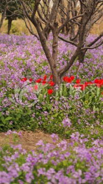 花卉