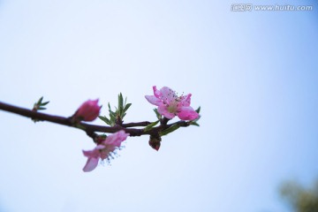 桃花 花蕾 花苞