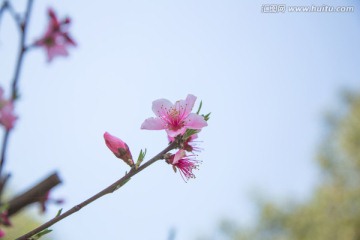 桃花 花蕾 花苞