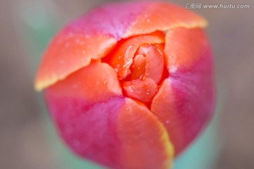 雨中郁金香花朵艷麗特寫