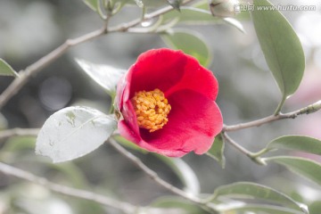 血红花瓣金黄花蕊山茶花