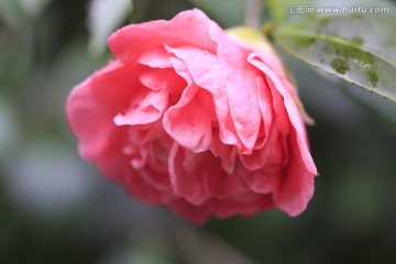 雨后茶花份外娇艳