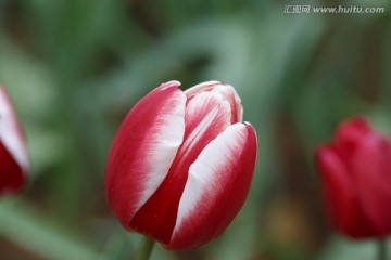 熱情的郁金香花朵