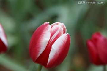 热情的郁金香花朵