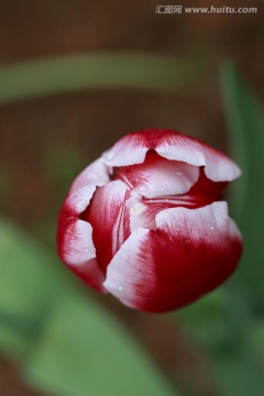 细雨中的郁金香花朵