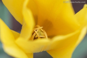 金黃花芯 郁金香