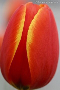 郁金香花朵特寫