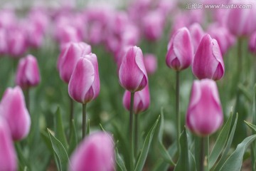 紫色郁金香花丛