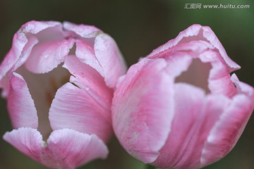 粉色 郁金香特寫