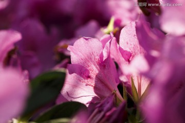 下午温室中的紫色杜鹃光影
