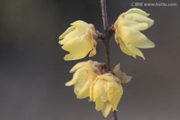 五朵腊梅花