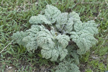 药用植物 阿魏