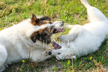 苏格兰牧羊犬