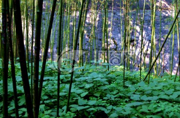 竹林文化石背景