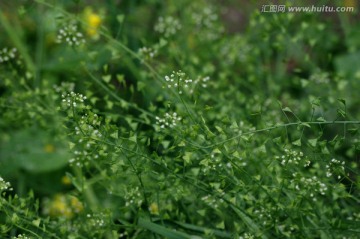 荠菜花 荠菜