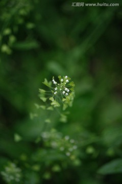 荠菜花 荠菜