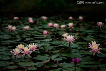 广州华南植物园莲花