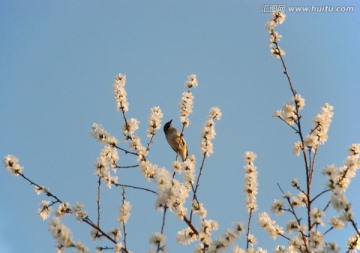 鸟与桃花