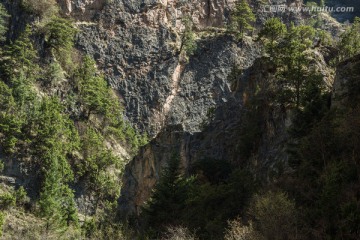 山谷森林景观