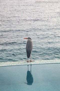 马尔代夫大海上的水鸟