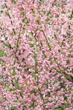 春暖花开