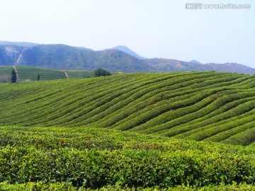 茶山