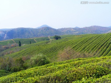 茶山