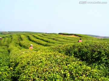 茶山